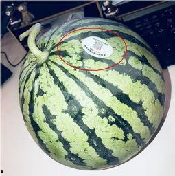 网红吃瓜图片,揭秘娱乐圈幕后真相