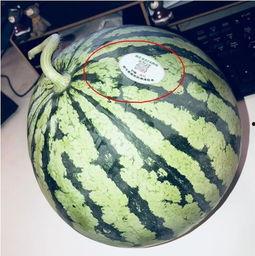 网红吃的绿色瓜是什么瓜,究竟是什么瓜？揭秘其独特魅力