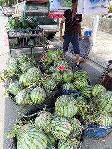 安海网红吃瓜事件,揭秘网络舆论背后的真相